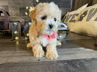 Ana, a female Maltipoo for sale in San Antonio, TX – 2 of 6