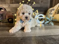 Bear, a male Maltipoo for sale in San Antonio, TX – 5 of 5