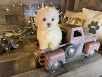 Tiny , a female Maltipoo for sale in San Antonio, TX – 3 of 6