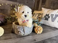 Bambi, a female Maltipoo for sale in San Antonio, TX – 4 of 6