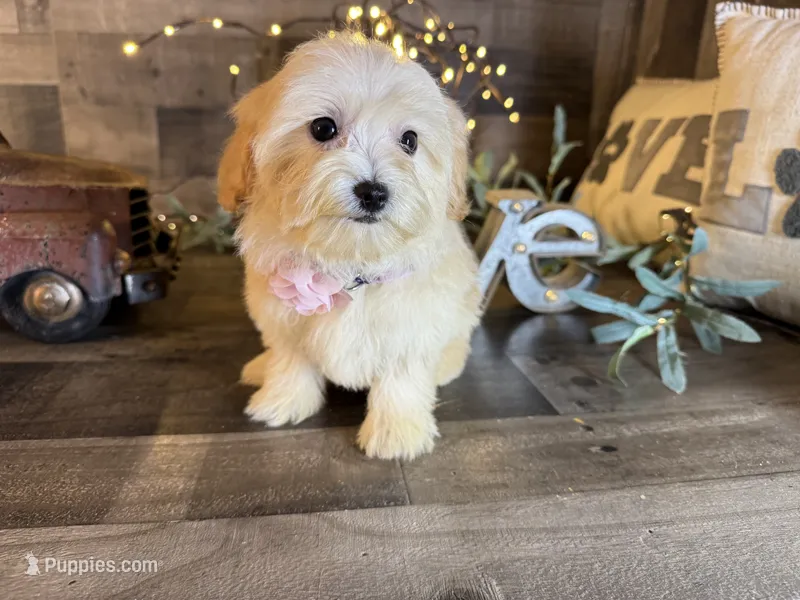 Daisy  – Maltipoo puppy for sale in San Antonio, TX