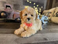 Mini , a female Maltipoo for sale in San Antonio, TX – 8 of 8