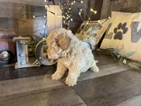 Moana, a female Maltipoo for sale in San Antonio, TX – 5 of 8