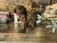 Tiffany , a female Maltipoo for sale in San Antonio, TX – 4 of 9