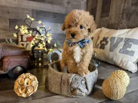 Simba, a male Maltipoo for sale in San Antonio, TX – 3 of 6