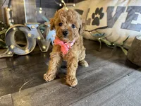 Nala, a female Maltipoo for sale in San Antonio, TX – 4 of 7