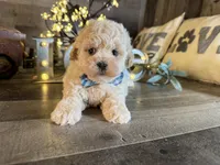 Bear, a male Maltipoo for sale in San Antonio, TX – 3 of 5