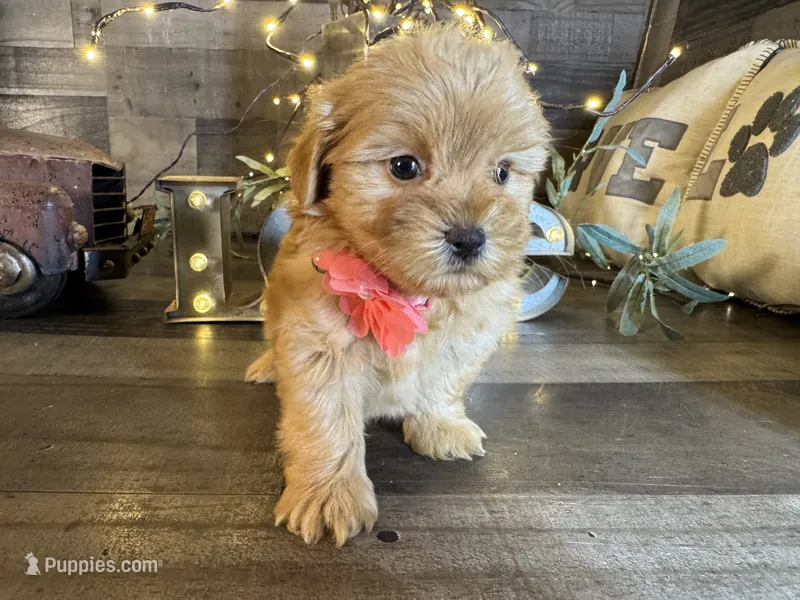 Shimmer – Maltipoo puppy for sale in San Antonio, TX