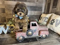 Brownie , a female Maltipoo for sale in San Antonio, TX – 3 of 7