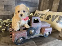 Ana, a female Maltipoo for sale in San Antonio, TX – 5 of 6