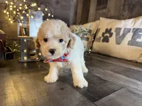 Bear, a male Maltipoo for sale in San Antonio, TX – 2 of 5