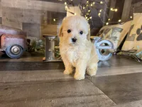 Tiny, a female Maltipoo for sale in San Antonio, TX – 1 of 6