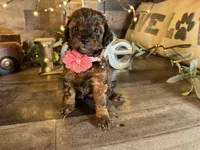 Tiffany , a female Maltipoo for sale in San Antonio, TX – 2 of 9