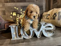 Simba, a male Maltipoo for sale in San Antonio, TX – 4 of 6