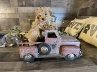 Mulan , a female Maltipoo for sale in San Antonio, TX – Photo 4 of 4