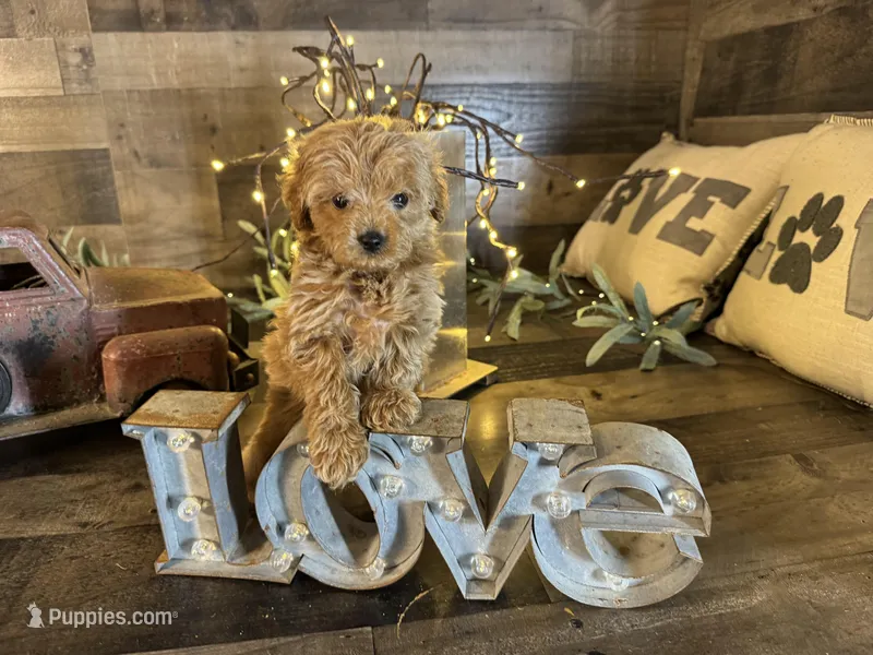 Mulan , a female Maltipoo for sale in San Antonio, TX – Photo 1 of 4