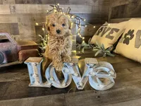 Mulan , a female Maltipoo for sale in San Antonio, TX – Photo 3 of 4