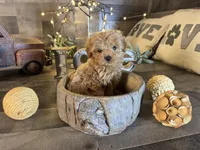 Mulan , a female Maltipoo for sale in San Antonio, TX – Photo 2 of 4