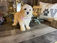 Daisy , a female Maltipoo for sale in San Antonio, TX – 3 of 5
