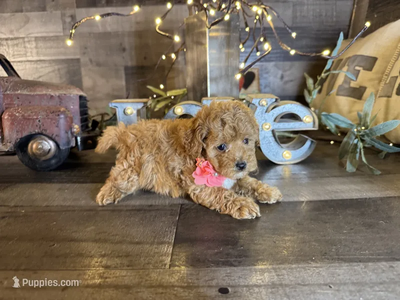 Tiny – Maltipoo puppy for sale in San Antonio, TX