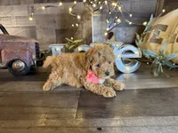 Tiny, a female Maltipoo for sale in San Antonio, TX – 1 of 7
