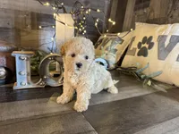 Moana, a female Maltipoo for sale in San Antonio, TX – 4 of 8