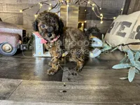 Tiffany , a female Maltipoo for sale in San Antonio, TX – 3 of 5