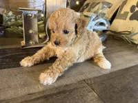 Nala , a female Maltipoo for sale in San Antonio, TX – 3 of 8