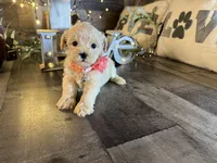 Ruby, a female Maltipoo for sale in San Antonio, TX – 6 of 6