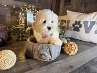 Bambi, a female Maltipoo for sale in San Antonio, TX – 3 of 6
