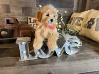 Mini , a female Maltipoo for sale in San Antonio, TX – 7 of 8