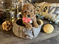 Tiny, a female Maltipoo for sale in San Antonio, TX – 5 of 7