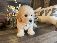 Elsa, a female Maltipoo for sale in San Antonio, TX – 5 of 6