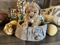 Princess , a female Maltipoo for sale in San Antonio, TX – Photo 4 of 8