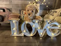 Princess , a female Maltipoo for sale in San Antonio, TX – Photo 6 of 8