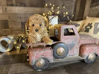 Princess , a female Maltipoo for sale in San Antonio, TX – Photo 7 of 8