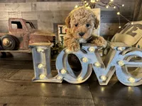 Princess , a female Maltipoo for sale in San Antonio, TX – Photo 5 of 8