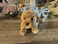 Princess , a female Maltipoo for sale in San Antonio, TX – Photo 1 of 8