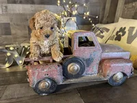 Princess , a female Maltipoo for sale in San Antonio, TX – Photo 8 of 8