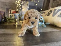 Princess , a female Maltipoo for sale in San Antonio, TX – Photo 2 of 8