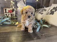 Princess , a female Maltipoo for sale in San Antonio, TX – Photo 3 of 8