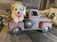 Shimmer, a female Maltipoo for sale in San Antonio, TX – 4 of 5