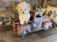 Elsa, a female Maltipoo for sale in San Antonio, TX – 8 of 8