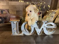 Tiny, a female Maltipoo for sale in San Antonio, TX – 5 of 6