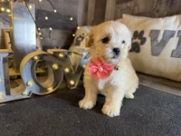 Shimmer, a female Maltipoo for sale in San Antonio, TX – 5 of 5