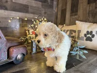 Toby, a male Maltipoo for sale in San Antonio, TX – 3 of 6