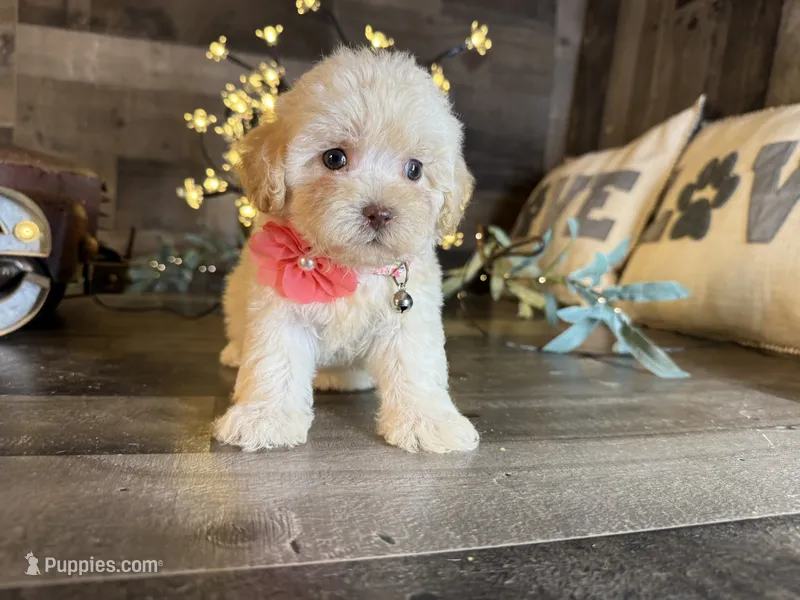 Luna – Maltipoo puppy for sale in San Antonio, TX