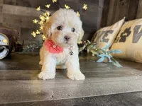 Luna, a female Maltipoo for sale in San Antonio, TX – 1 of 5