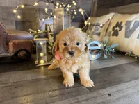 Shimmer, a female Maltipoo for sale in San Antonio, TX – 7 of 7