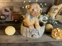 Teddy, a male Maltipoo for sale in San Antonio, TX – 5 of 8